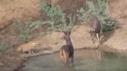 गजब! तालाब में एक साथ पानी पीते दिखे हिरण और शिकारी तेंदुआ, Viral Video देख नहीं होगा आंखों पर यकीन